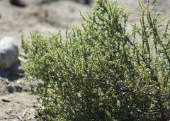 Tecticornia arbuscula