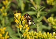 Euodynerus annulatus