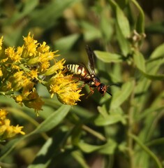 Euodynerus annulatus