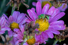 Agapostemon texanus