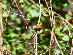 Polygonia gracilis