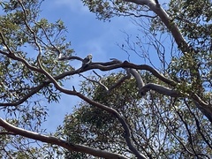 Nymphicus hollandicus