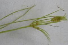 Chara virgata