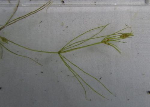 Image of Chara virgata by (c) Andre Hosper, some rights reserved (CC BY)