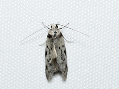 Philobota orescoa