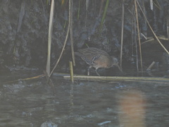 Rallus limicola