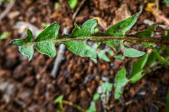 Taraxacum officinale