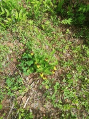 Cypripedium calceolus