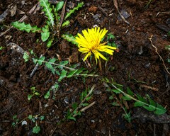 Taraxacum officinale