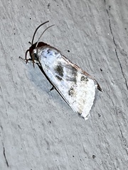 Schinia trifascia