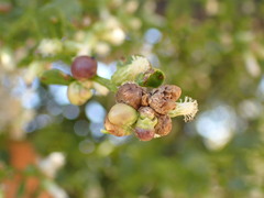 Rhopalomyia californica