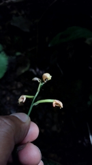 Eulophia maculata