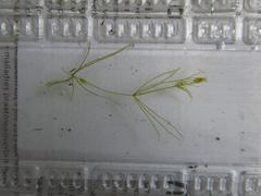 Chara virgata