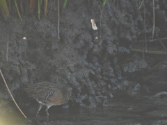 Rallus limicola