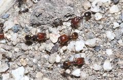 Pheidole pilifera
