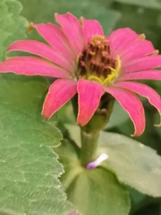 Zinnia