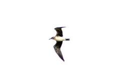 Leucophaeus atricilla