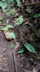 Eulophia maculata