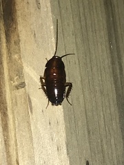 Parcoblatta pennsylvanica