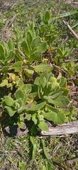 Senecio selloi