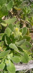 Senecio selloi