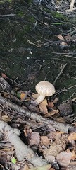 Chlorophyllum rhacodes
