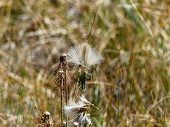 Eriophorum gracile