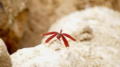 Neurothemis fulvia