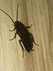 Parcoblatta pennsylvanica