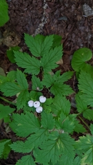 Actaea rubra neglecta