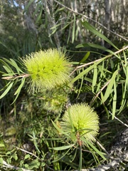 Melaleuca pachyphylla