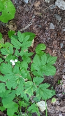 Actaea rubra neglecta
