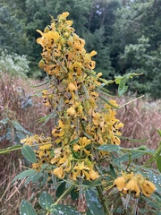 Senna
