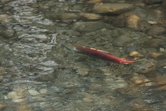 Oncorhynchus nerka