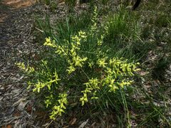 Acacia mucronata