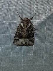 Lacinipolia olivacea