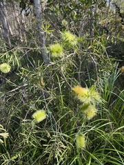 Melaleuca pachyphylla
