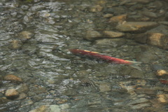 Oncorhynchus nerka