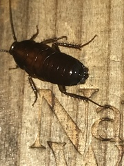 Parcoblatta pennsylvanica