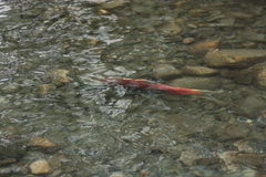Oncorhynchus nerka
