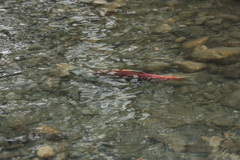 Oncorhynchus nerka