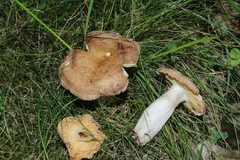Russula disparilis