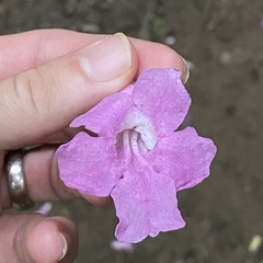 Fridericia