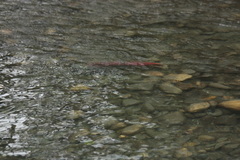 Oncorhynchus nerka