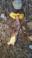 Aureoboletus mirabilis