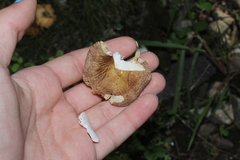 Russula disparilis