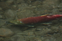 Oncorhynchus nerka