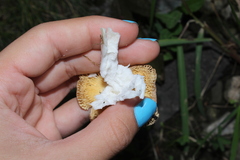 Russula disparilis