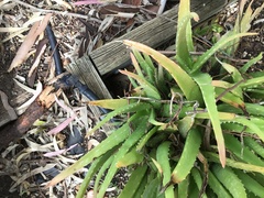 Aloe vera
