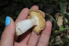 Russula disparilis